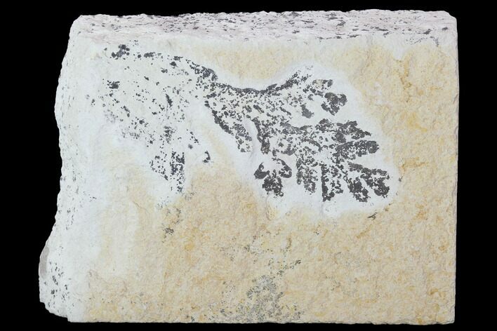 Fossil Plant (Brachyphyllum) - Solnhofen Limestone, Germany #100797